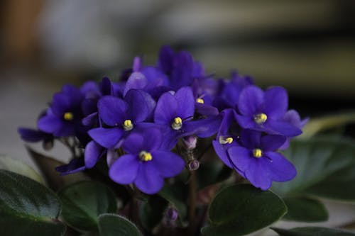 Free stock photo of african violets, beautiful flower, flower