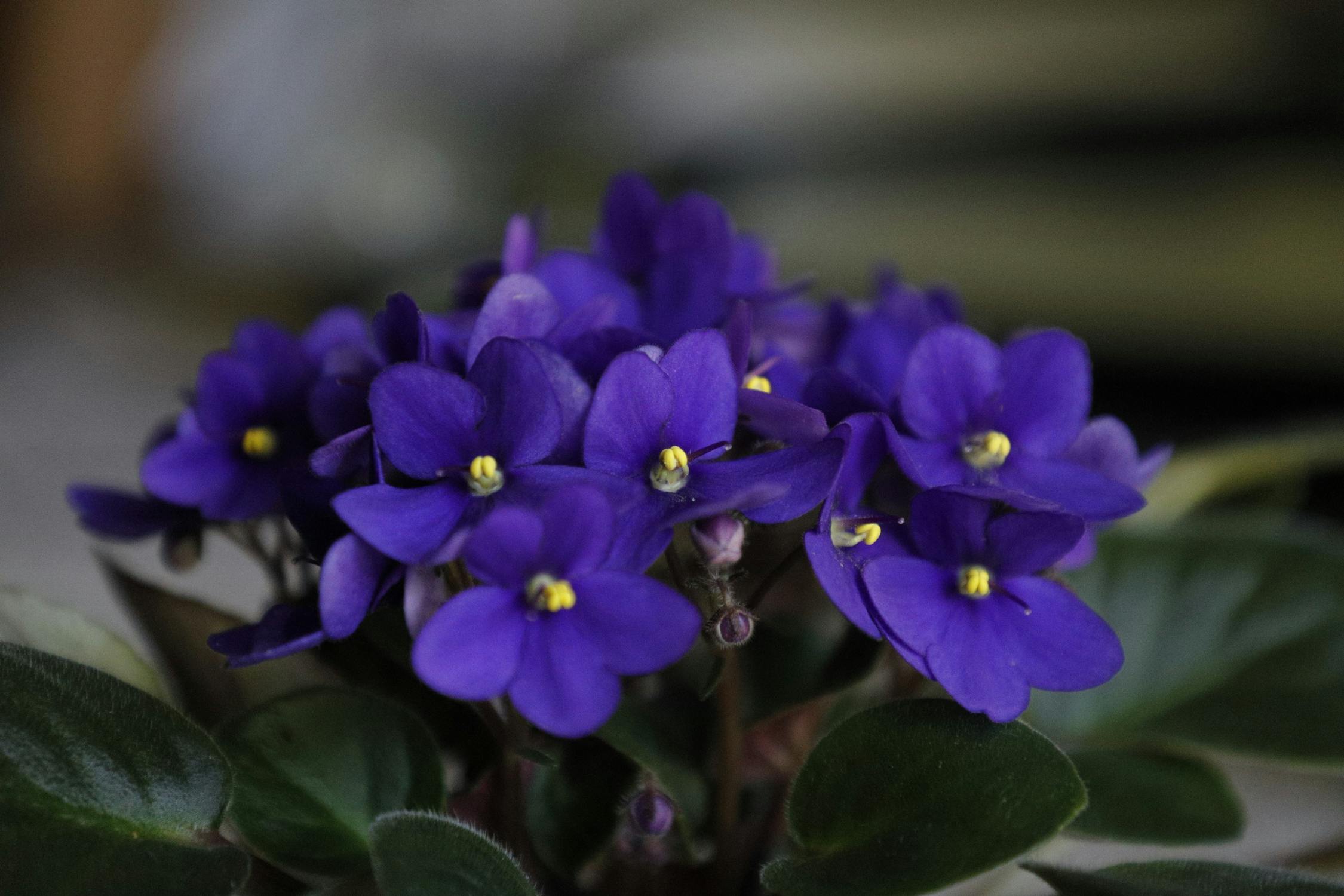 壁纸 紫罗兰微距摄影，花瓣，花 2880x1800 HD 高清壁纸, 图片, 照片