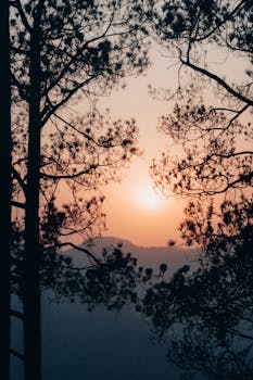 Beautiful sunrise view through pine trees in Himachal Pradesh, creating a serene nature scene.