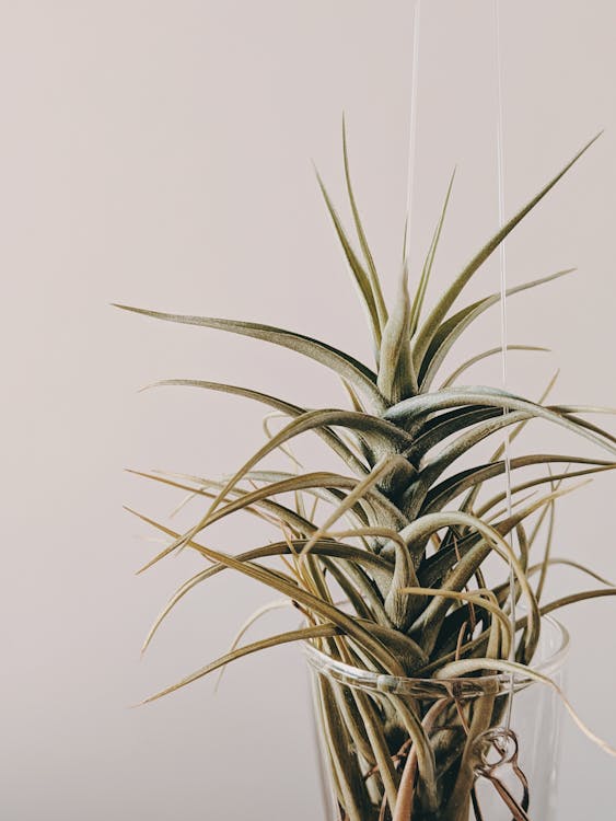 Free Close-Up Photo of a Hanging Plant in Pot Stock Photo