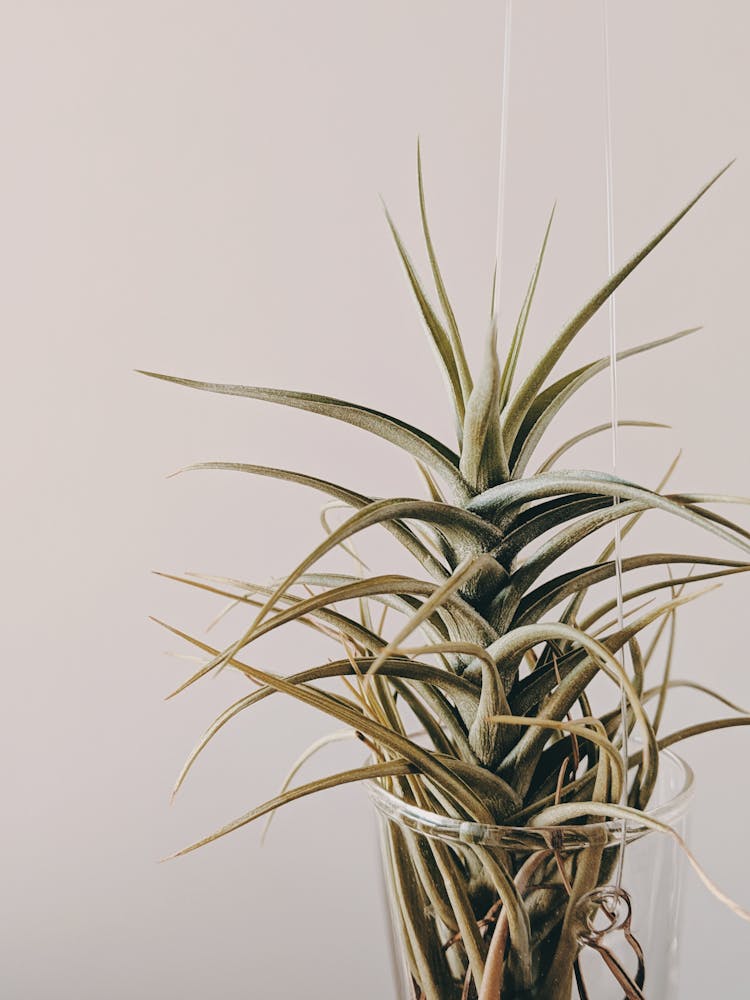 Close-Up Photo Of A Hanging Plant In Pot