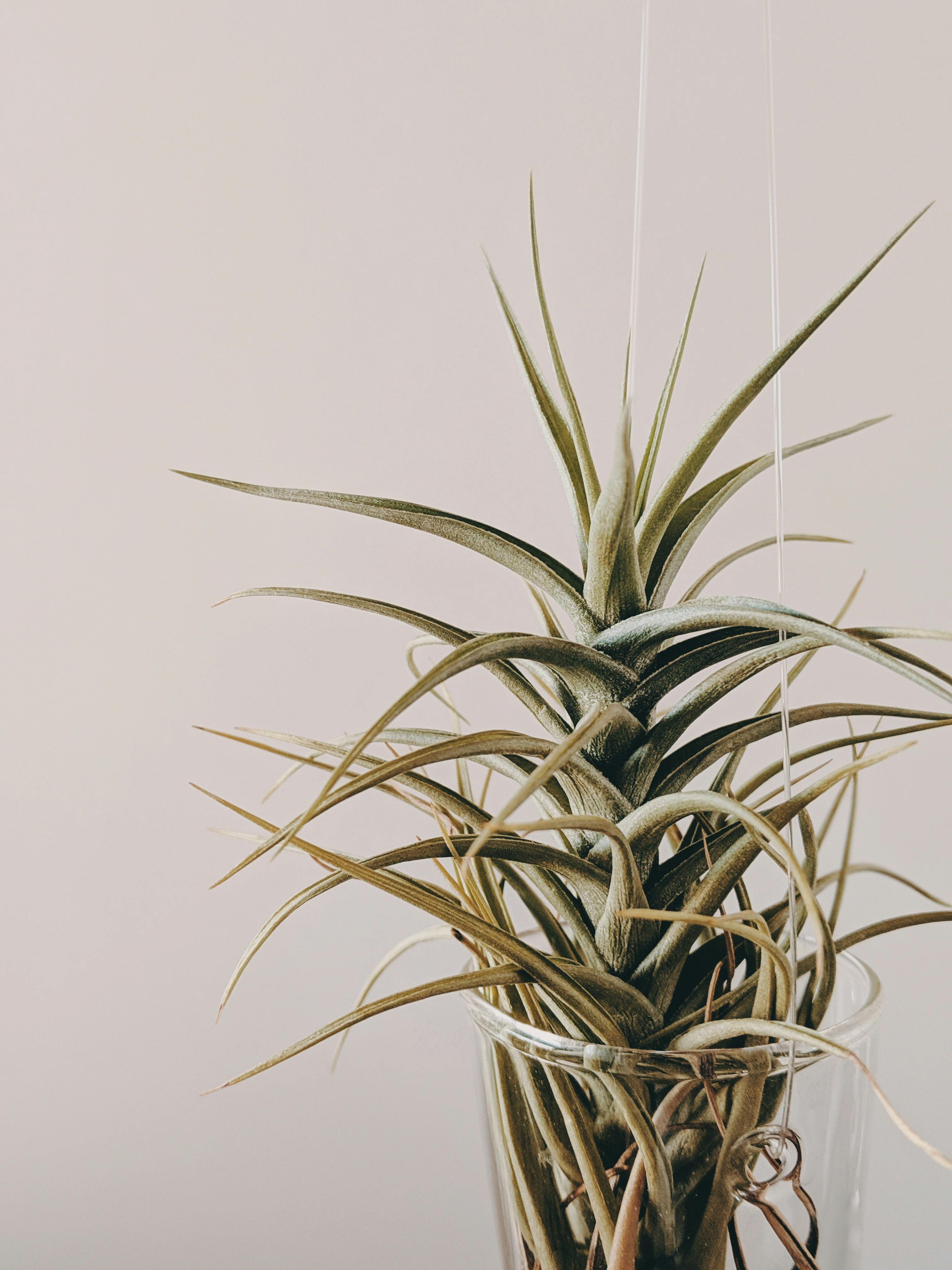 CloseUp Photo of a Hanging Plant in Pot · Free Stock Photo