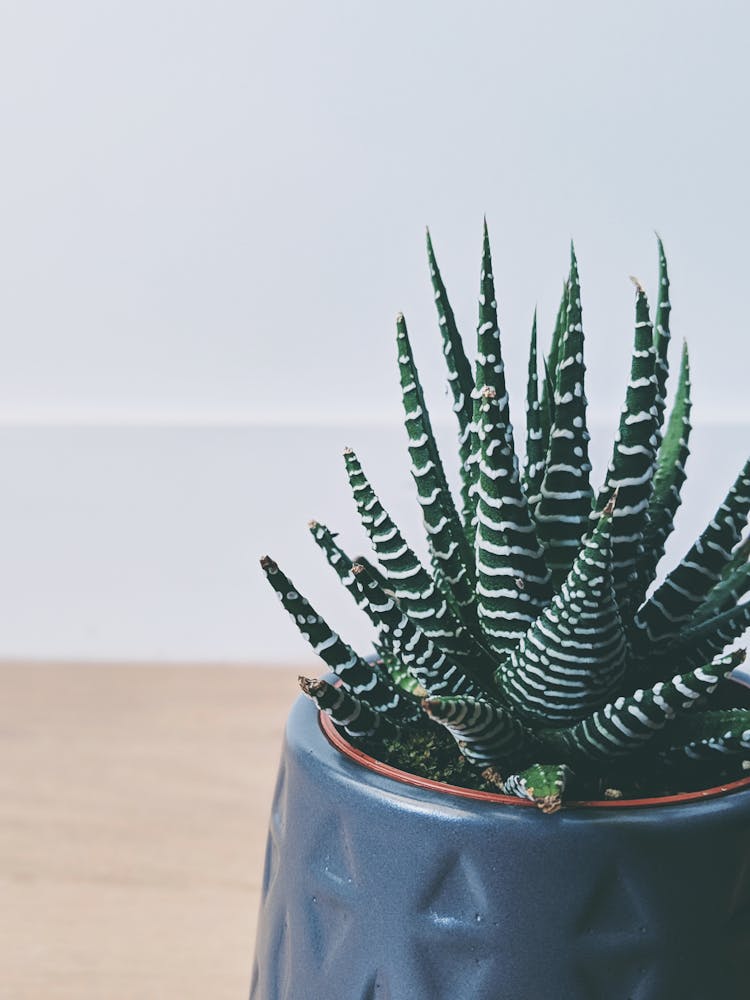 Close-Up Photo Of An Aloe Vera Plant