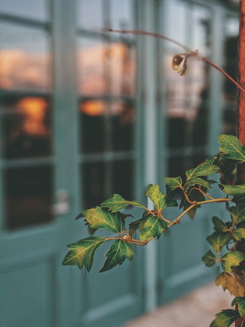 Selective Focus Photography  of a Green Leafed Plant 