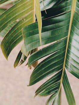A detailed close-up of lush green banana leaves capturing their natural beauty and texture.