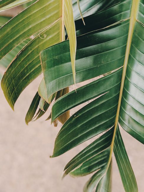 A detailed close-up of lush green banana leaves capturing their natural beauty and texture.