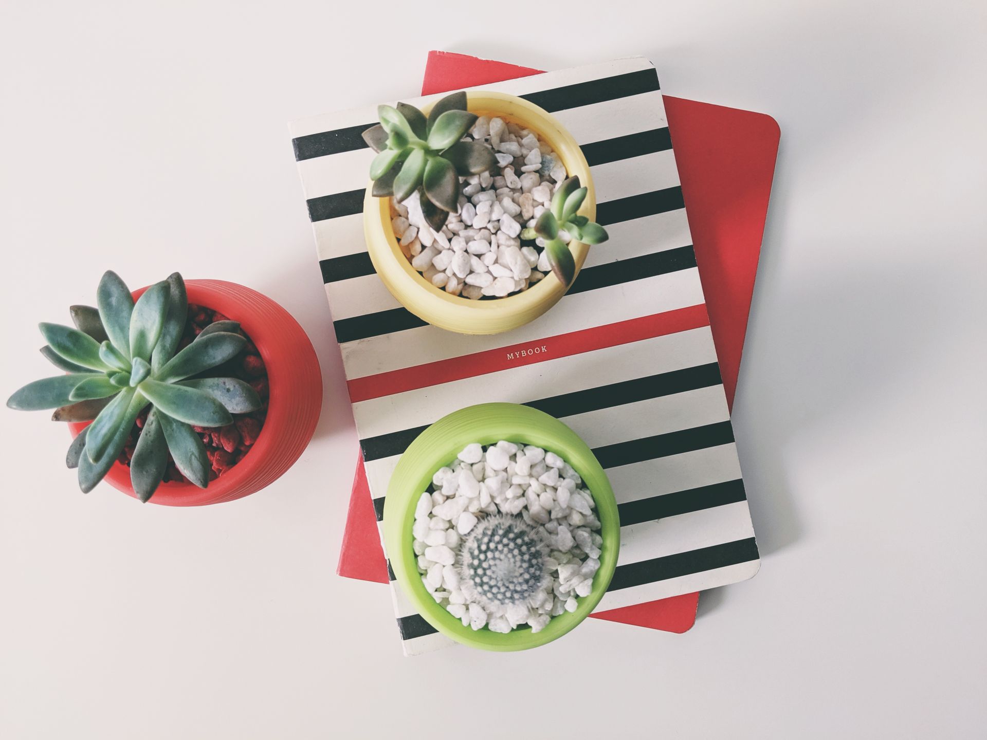 Top view of vibrant succulent plants in pots placed on decorative books, offering a modern botanical aesthetic.
