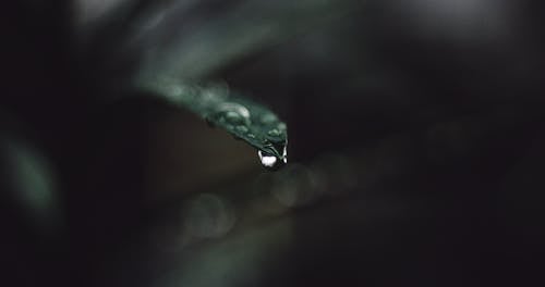 бесплатная Макро фотография капель дождя на листе Стоковое фото