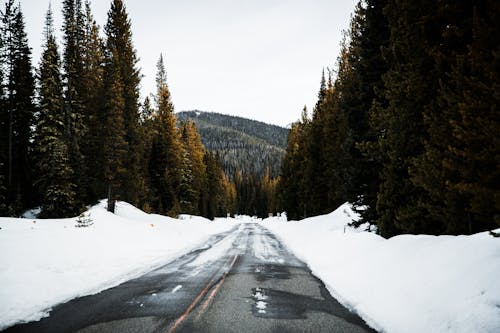 Estrada Vazia Entre árvores Cobertas Por Neve