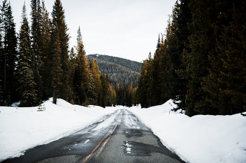 Empty Road  Between Trees Covered by  Snow