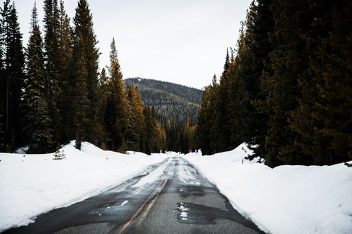 Free Peaceful winter road surrounded by tall pine trees, covered in snow, suggesting serene solitude. Stock Photo