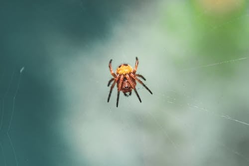 Macro Photography of a Brown Spider on Web