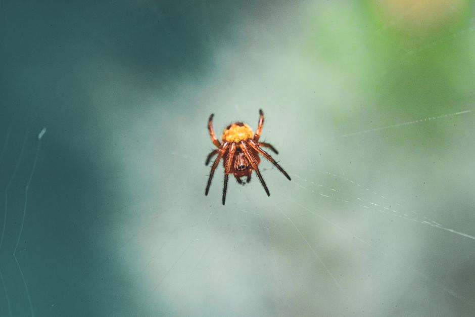 wildlife exclusion removal near me Castaic wildlife exclusion removal Castaic