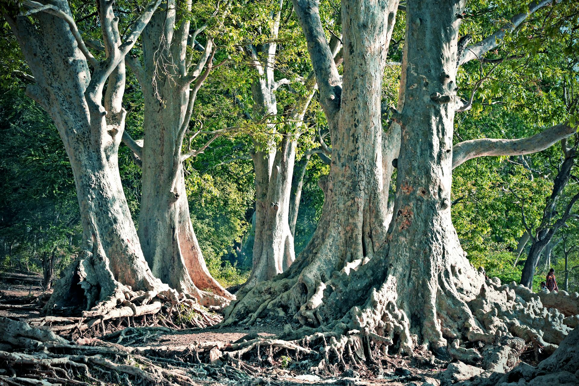 Tall trees with twisted roots in Muthathi forest, exuding natural grandeur.