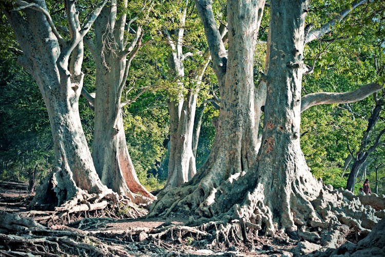 Trees With Roots Above Ground