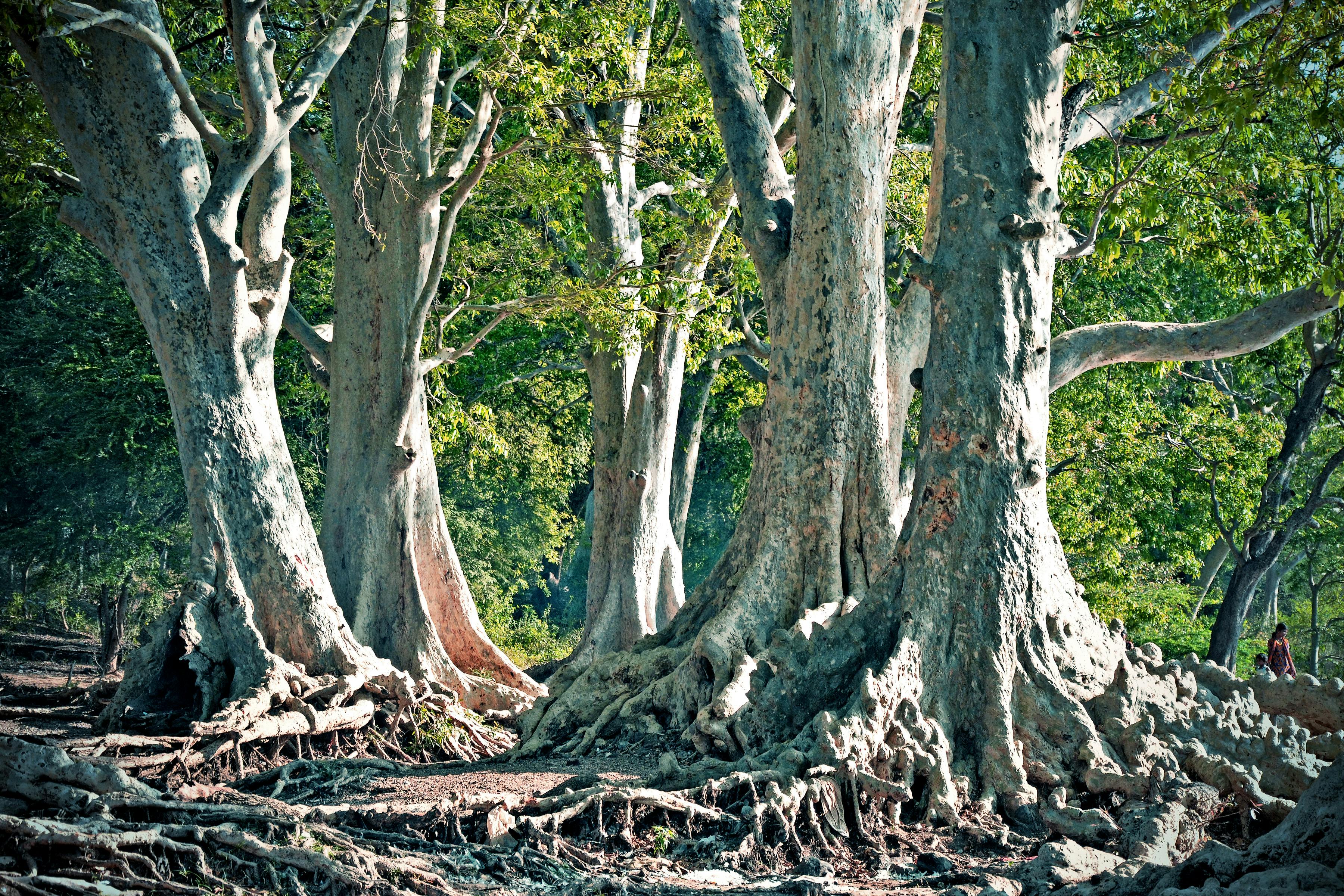 trees-with-roots-above-ground-free-stock-photo