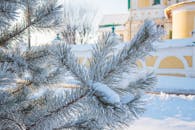 积雪覆盖的松树枝在冬季阳光下特写，背景是模糊的建筑