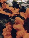 在特写镜头中，色彩丰富的向日葵展示着充满活力的黄色花瓣，叶子郁郁葱葱