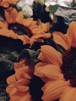 在特写镜头中，色彩丰富的向日葵展示着充满活力的黄色花瓣，叶子郁郁葱葱