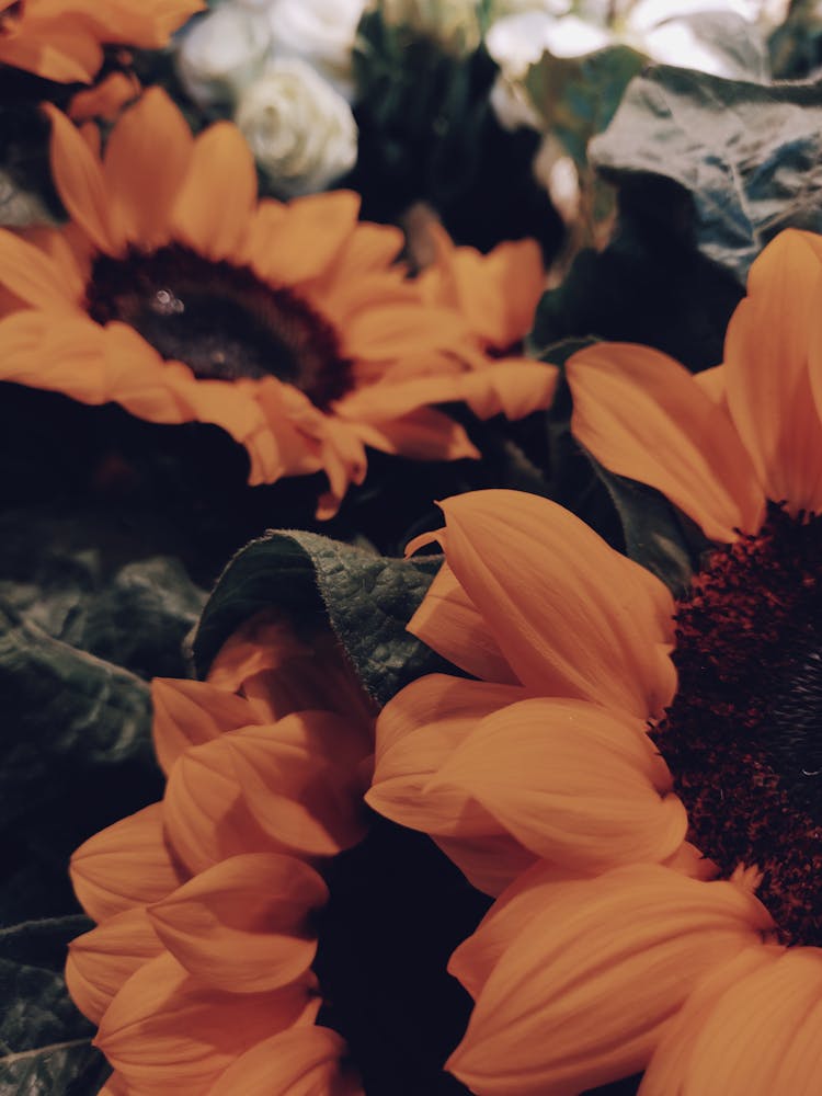 Close-Up Photo Of Yellow Sunflowers