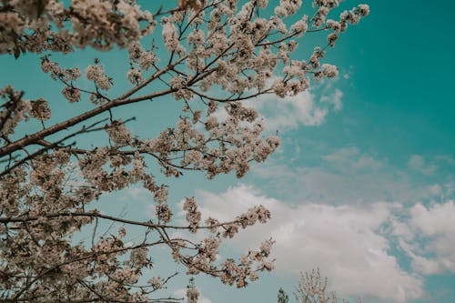 Free stock photo of cherry blossom, nature, naturee