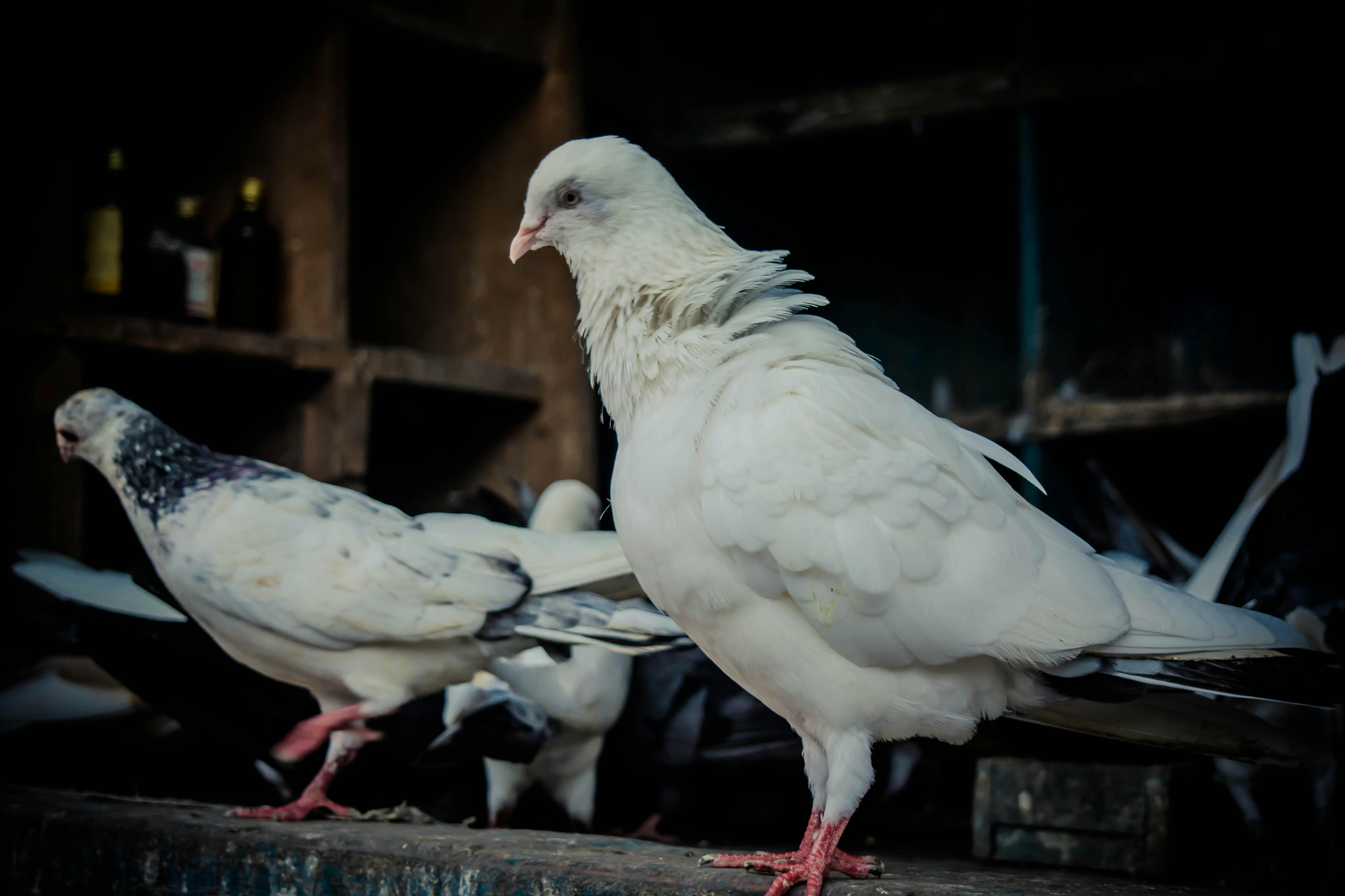Foto Stok Gratis Tentang Burung Dara Burung Putih Merpati
