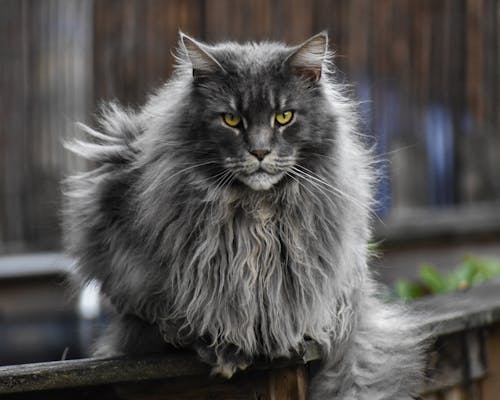 Free Grey Cat On Wooden Fence Stock Photo