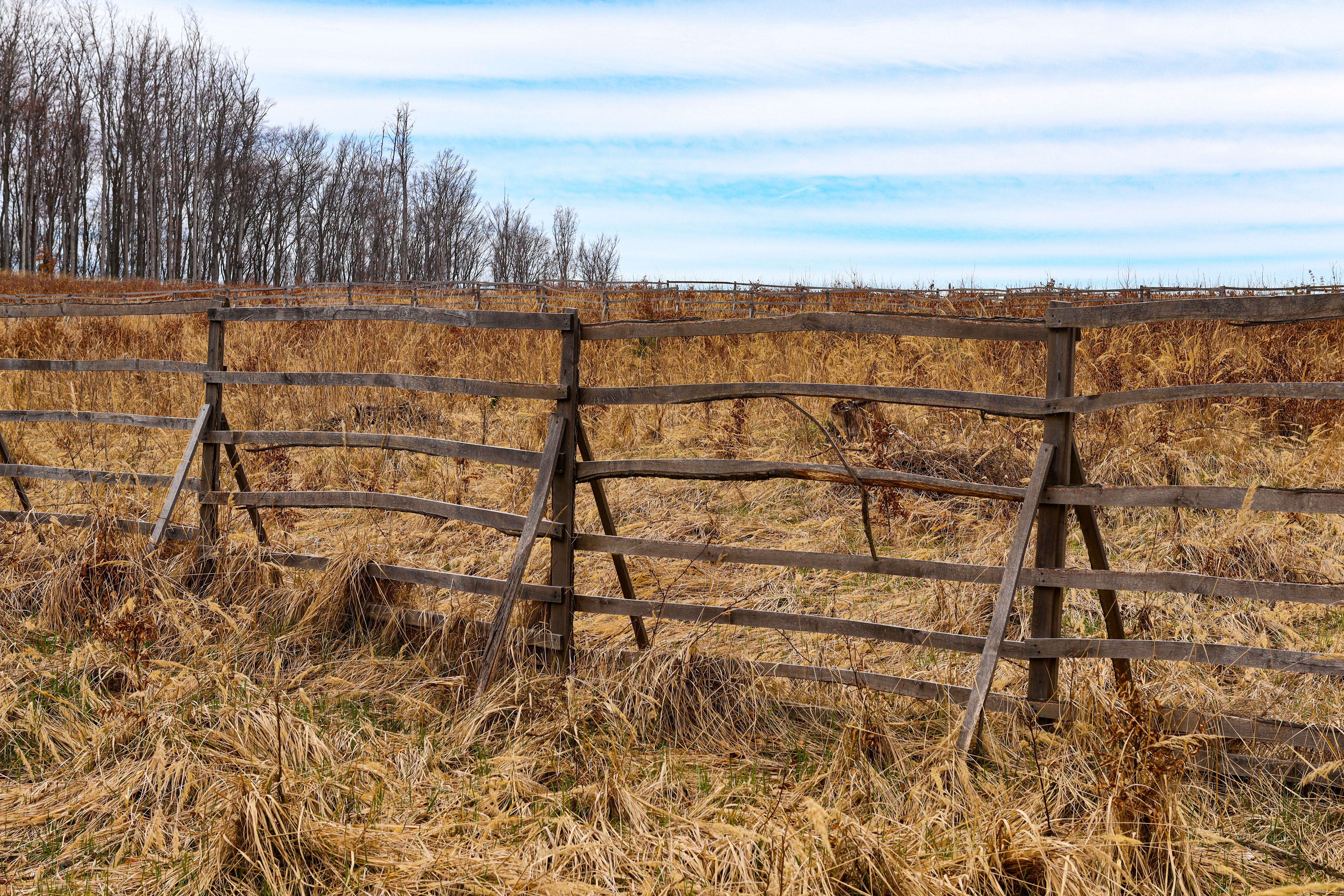 Photos gratuites de agriculture, arbres, arbres nus