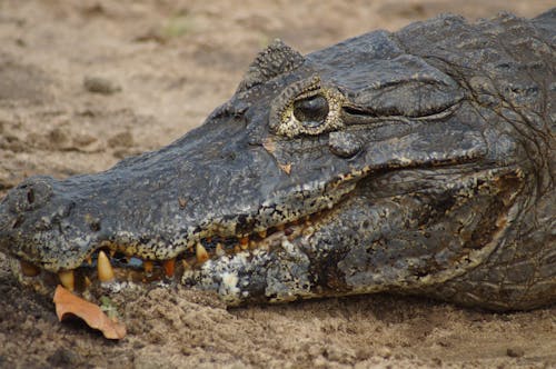 A large alligator laying on the ground with its mouth open