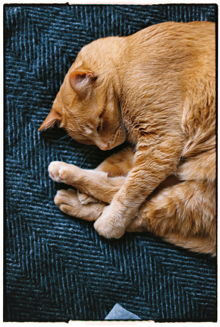 Ginger cat sleeping curled up calmly indoors