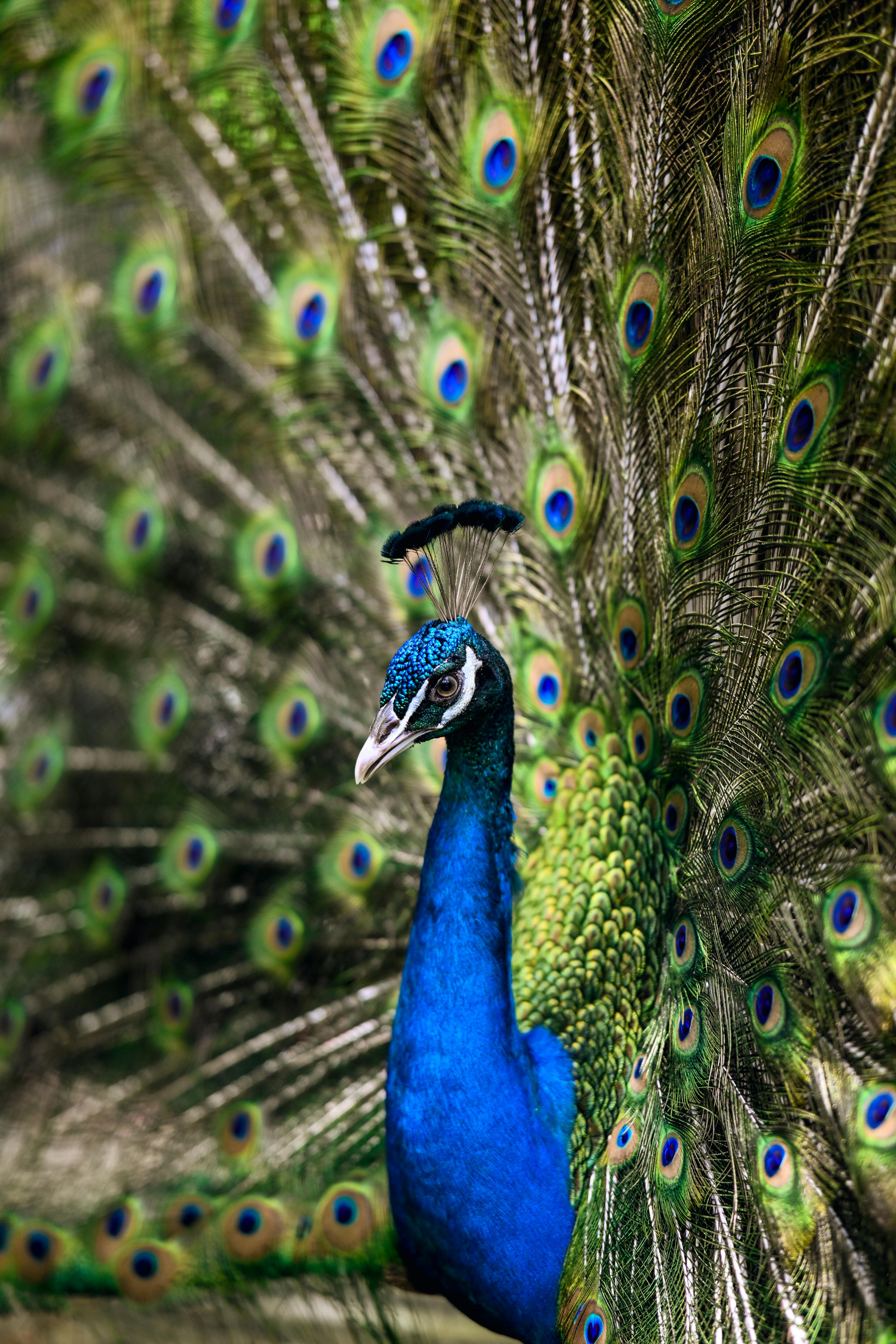 Peacock Tail Photos, Download The BEST Free Peacock Tail Stock Photos ...