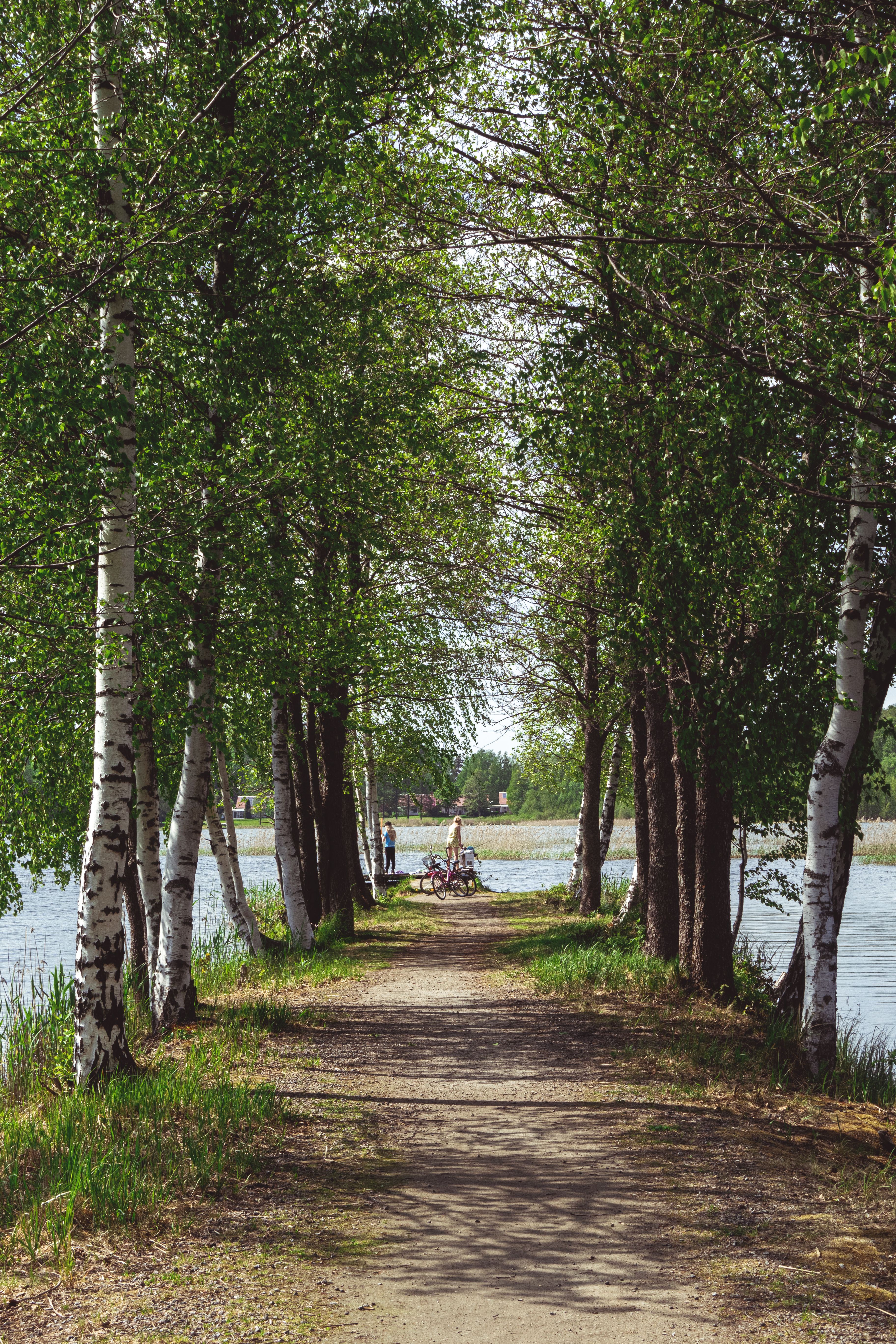 Widespread Birch Leaf Loss Observed Across Southern Finland