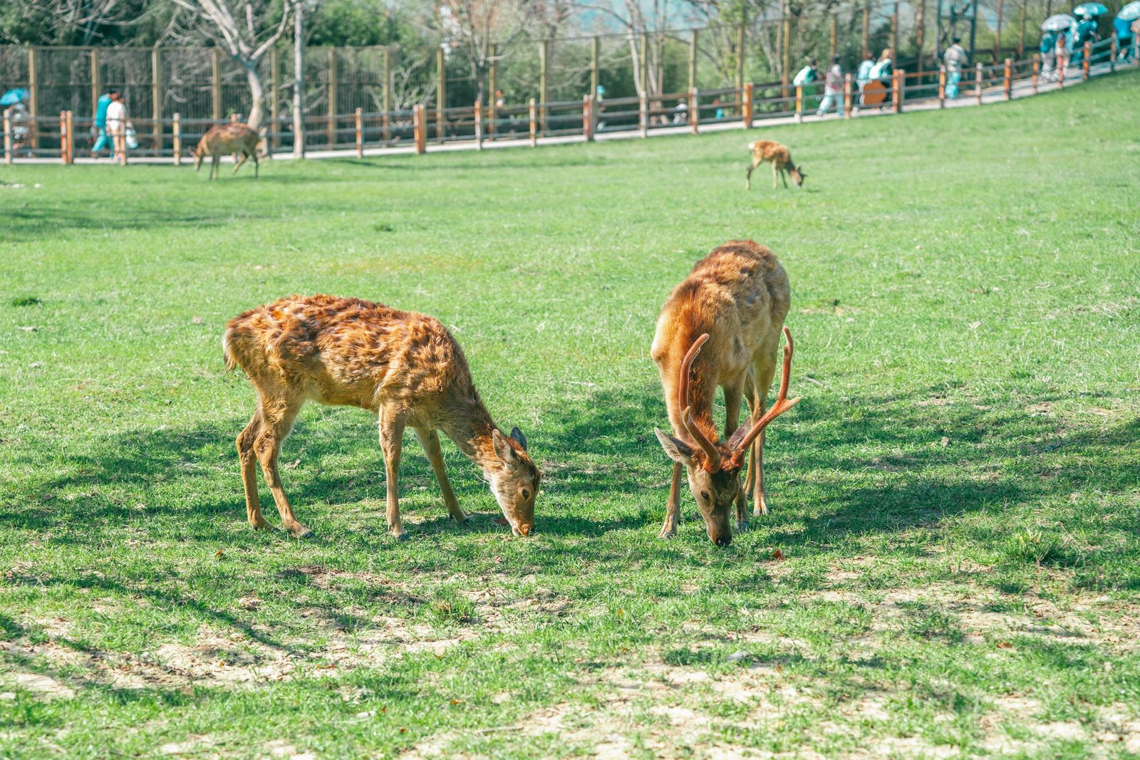Nara
