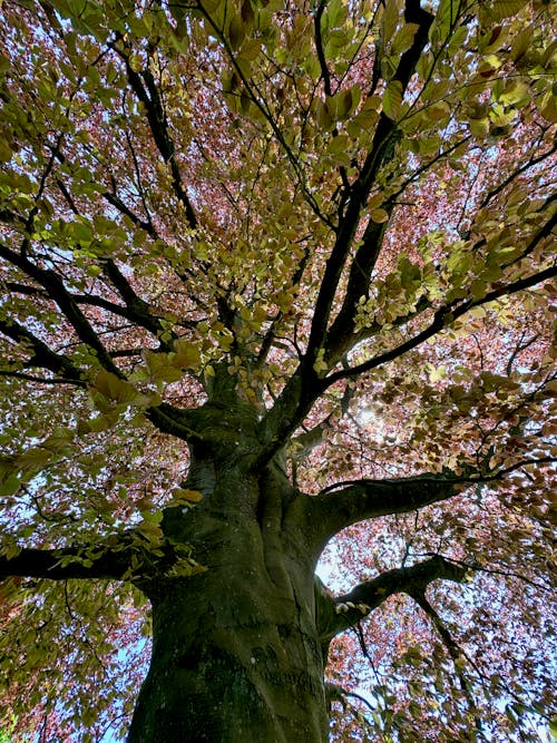 Darmowe zdjęcie z galerii z czerwone liście, drzewo, gałęzie