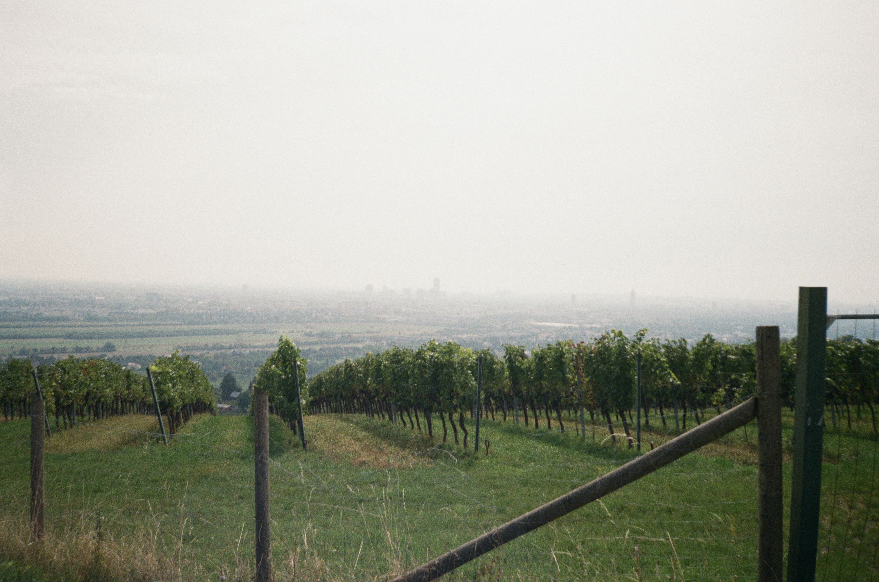 Serene vineyard with a view of Vienna's skyline, capturing rural charm in Austria. Serene vineyard with a view of Vienna's skyline, capturing rural charm in Austria.