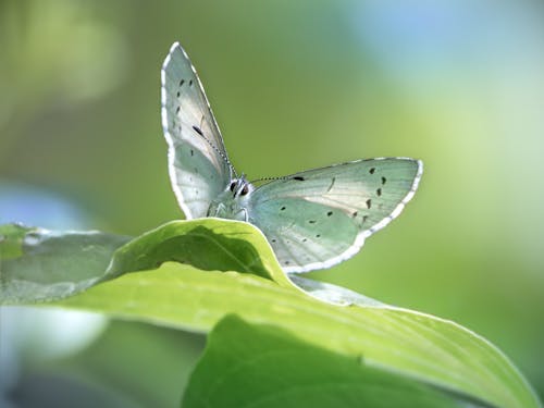 Foto d'estoc gratuïta de ales, bellesa a la natura, blau