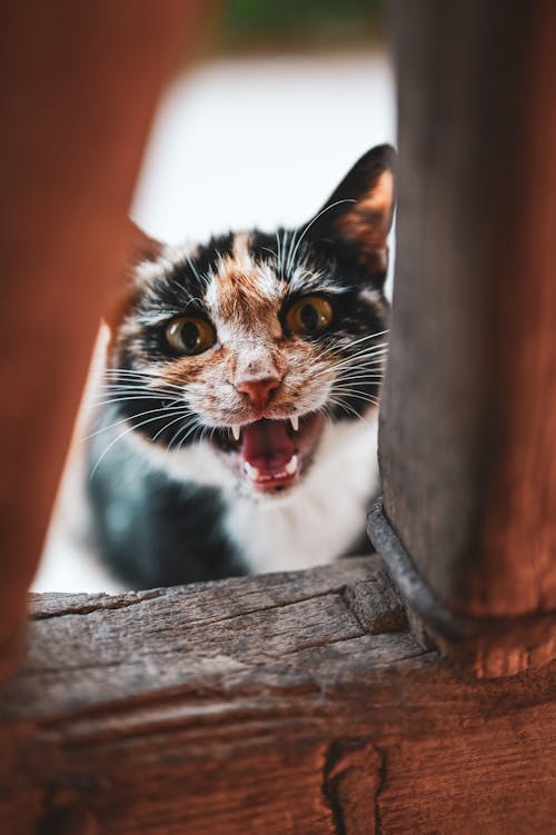 Foto stok gratis binatang, binatang yang lucu, fotografi kucing