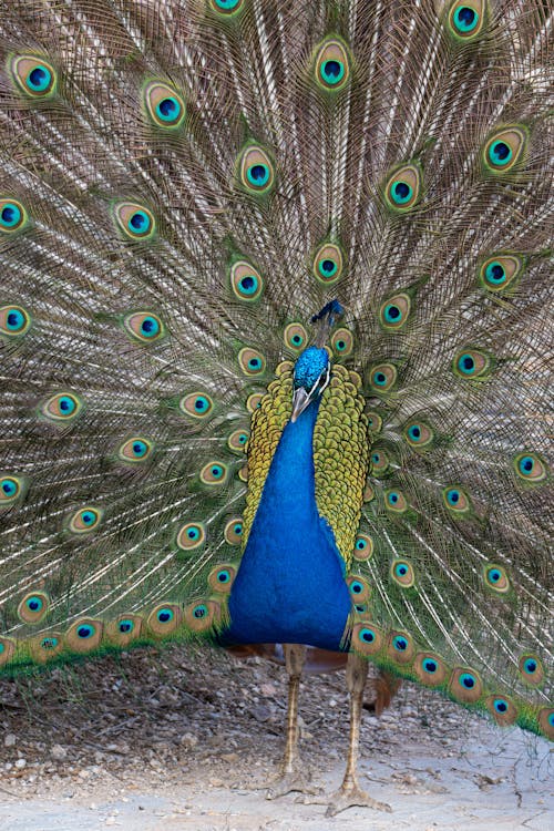 Peacock 1