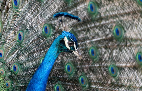 Peacock 3