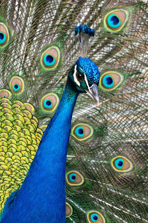 kuş, rengarenk, renkli kuş içeren Ücretsiz stok fotoğraf