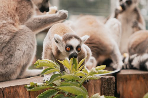 Fotobanka s bezplatnými fotkami na tému lemury, listy, rastlina