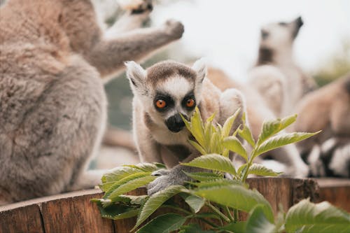 Kostenloses Stock Foto zu blätter, lemuren, mauer