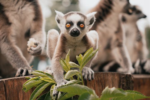 Fotobanka s bezplatnými fotkami na tému lemury, rastlina, selektívne zaostrenie