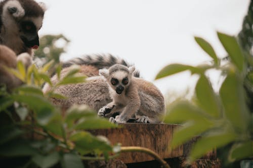 Fotobanka s bezplatnými fotkami na tému fotografie zvierat žijúcich vo voľnej prírode, lemury, les