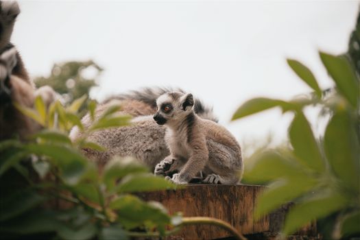 Close-up of a baby ring-tailed lemur sitting in a lush environment in Hungary.
