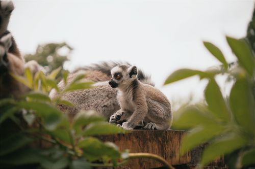 Free Close-up of a baby ring-tailed lemur sitting in a lush environment in Hungary. Stock Photo