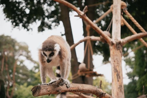 Free A ring-tailed lemur balancing on a branch in a natural outdoor setting in Hungary. Stock Photo