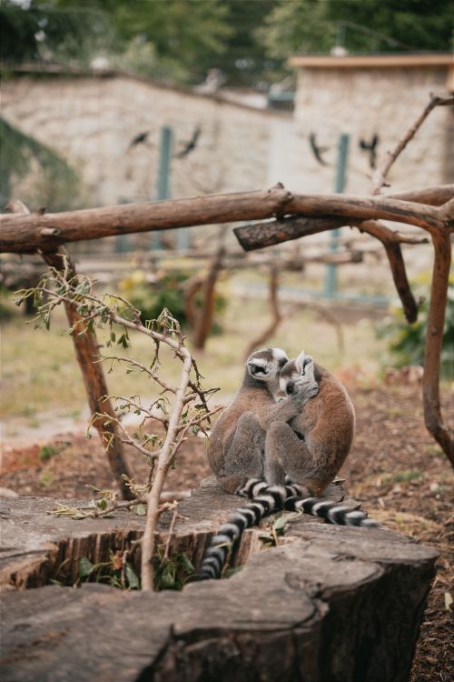 Free Two ring-tailed lemurs sitting together in a natural enclosure, captured in Hungary. Stock Photo