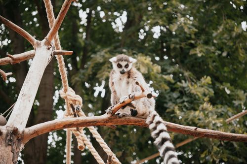 Free A curious lemur perched on branches amidst lush greenery in a Hungarian zoo. Stock Photo