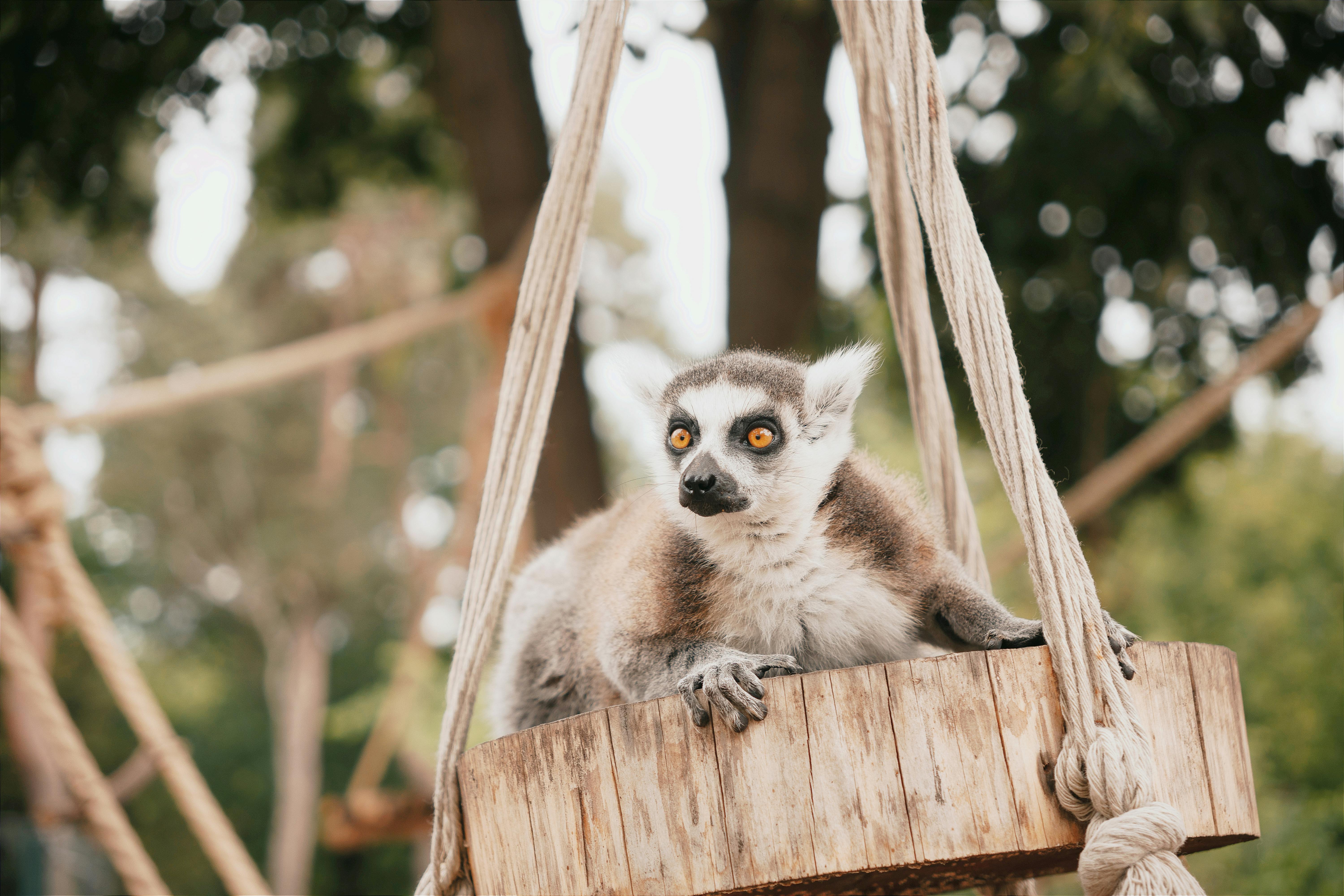 Close-up of a ring-tailed lemur relaxing on a wooden swing in a zoo setting.
